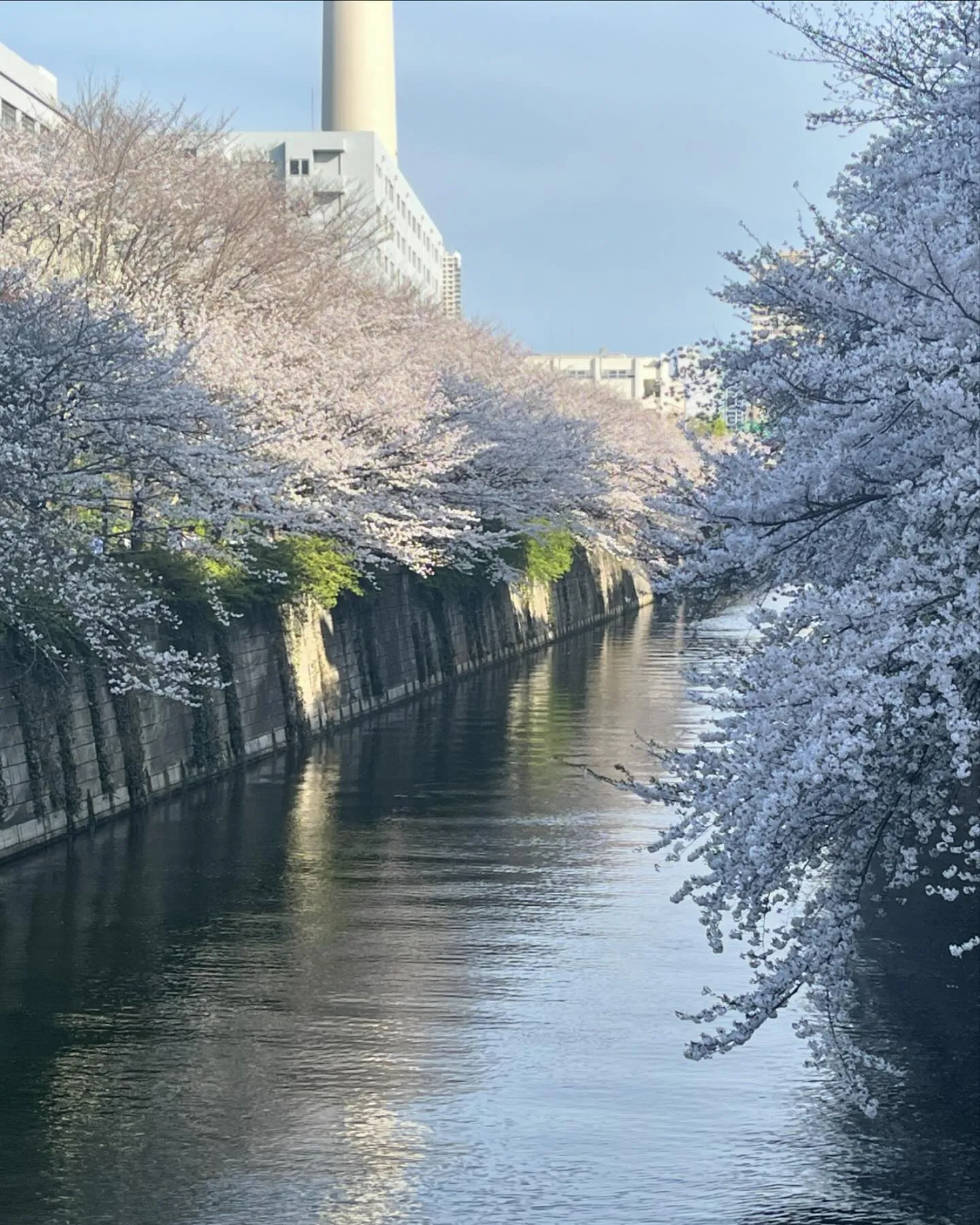 天気が悪くなる前の日曜日に目黒川に行って来ました☺️