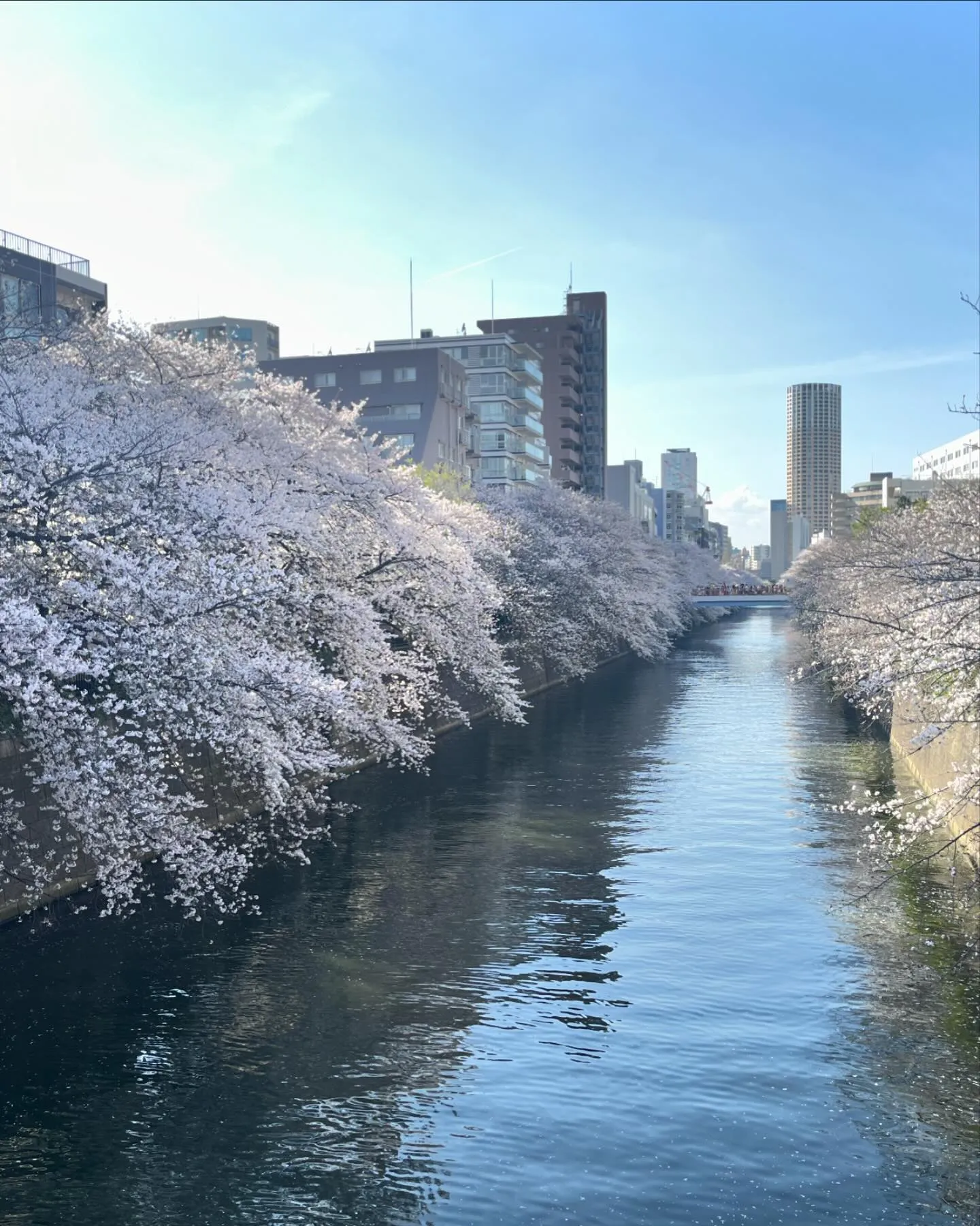 天気が悪くなる前の日曜日に目黒川に行って来ました☺️