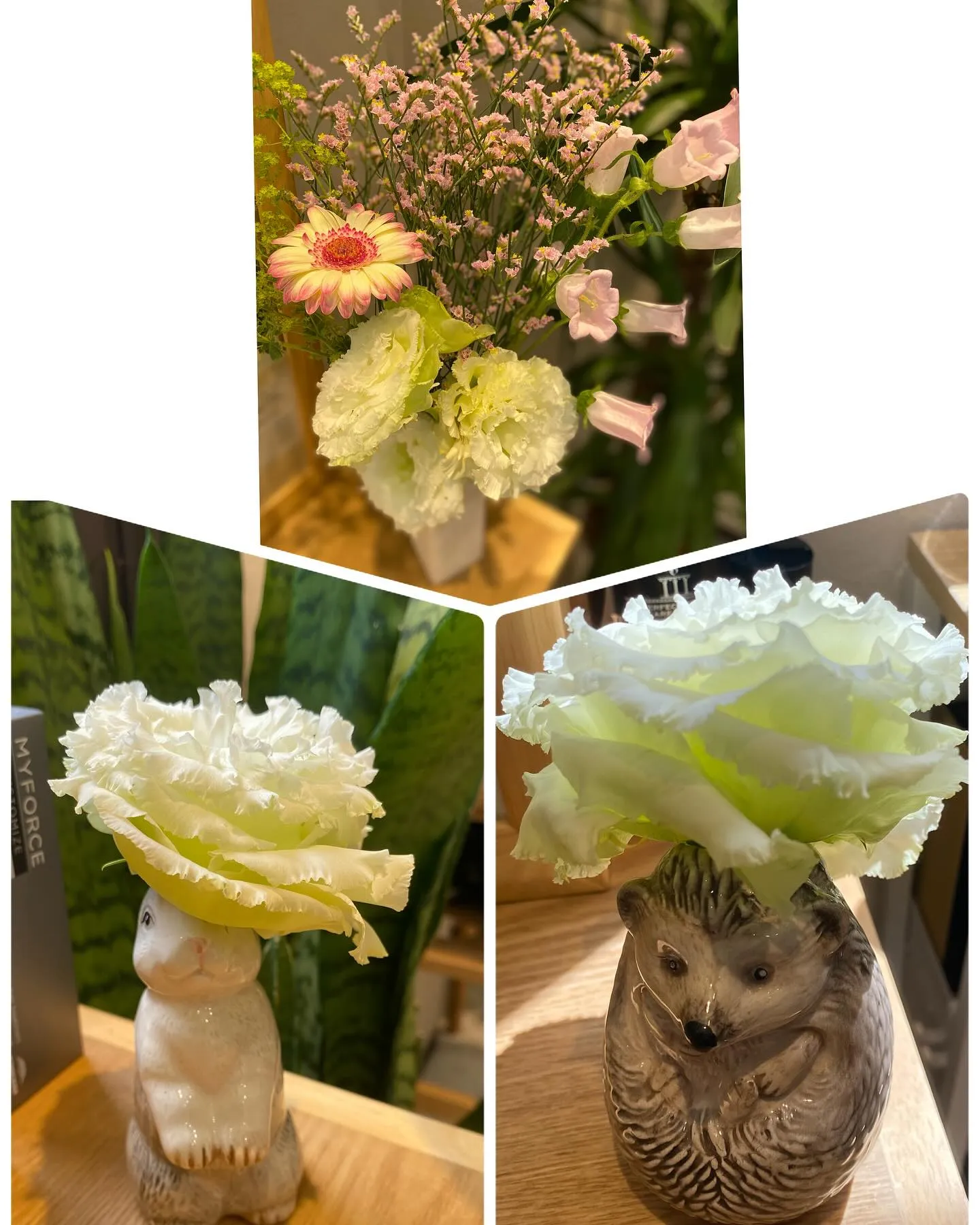 本日は晴れ☀️お天気になりました^_^